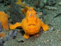 Kurbağa Balığı Türleri ve Özellikleri