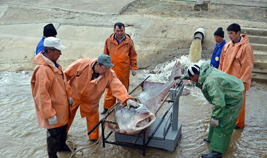 Beluga Balığı Türleri ve Özellikleri
