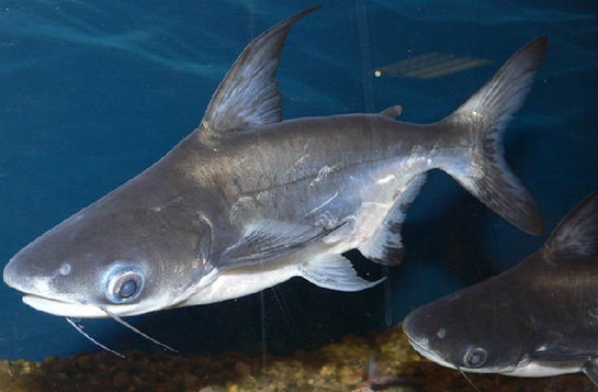 Challenger Köpek Balığı