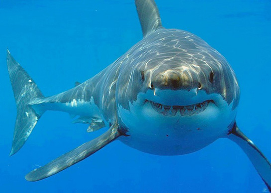 köpek balığı ile ilgili görsel sonucu