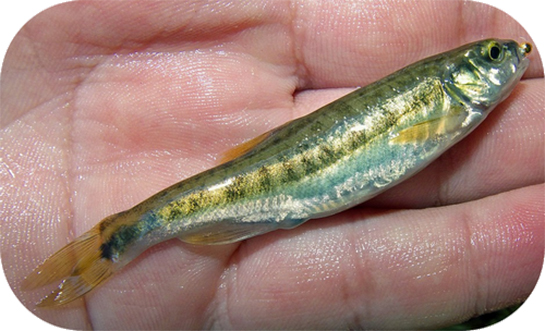 Ot Balığı Türleri ve Özellikleri