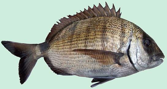 Sargoz Balığı