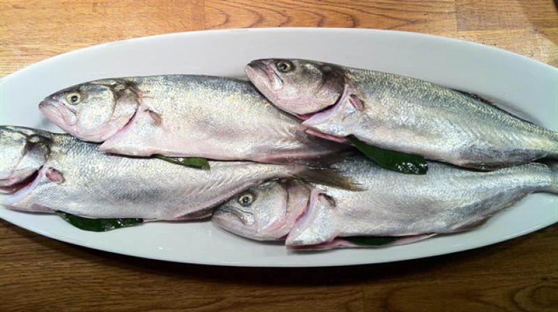 Sarıkanat Türleri ve Özellikleri